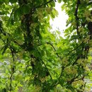 대발농장 이미지