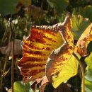 호암가든 이미지