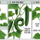 오이 순멎이(곡과, 곤봉과) 현상 이미지
