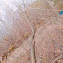 보령산양산삼