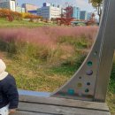 안양천뷰 | 아기랑 서울 핑크뮬리 명소 안양천 가을 산책 &amp; 금천구 카페 코스 총정리