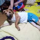 우리집 댕댕이 이미지