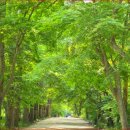 느티나무 이미지