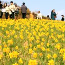 수선화 티스토리