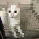 네일레브빈