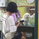 바람난 강아지 이미지