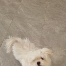 뷰티 몽 이미지