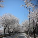 합천 봉산 벚꽃 이미지
