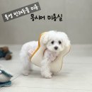 몽시어 이미지
