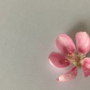 널;닮은꽃 이미지