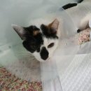 마야동물병원 이미지