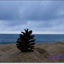 다우리조텔 이미지