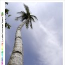보라카이의 씩씩한 코코넛 나무 이미지
