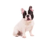 베이지동물병원 이미지