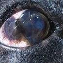 탕정동물의료센터 이미지