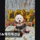 망고&체리 애견샵 이미지