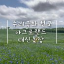 행복한목장 | [예산] 이토록 아름다운 수레국화라니 &lt;아그로랜드 태신목장&gt; 후기