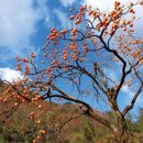 감나무집할머니 이미지