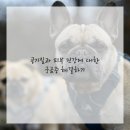 수 피부이야기