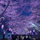 여의동로 | 서울 벚꽃 야장 + 여의도 벚꽃 현황, 석촌호수축제 마지막날 후기