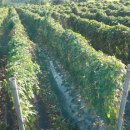 수호농장 이미지