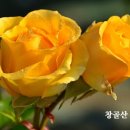 1491 이미지