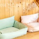 위드독애견스파풀빌라 이미지