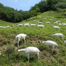 산양축산 이미지