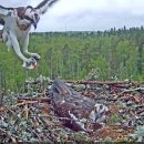 Estonian Osprey Nest (Marko & Miina) 이미지