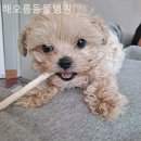 해오름 동물병원 이미지