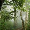 오지산: 탐험의 열대림 이미지