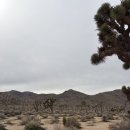 허니문 모텔 | 허니문 리조트 그랜드캐년 무박 투어_ 조슈아 트리