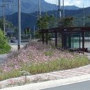 메밀마을 이미지