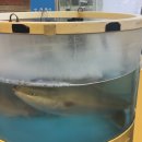 성수횟집 | 성수 뚝도시장 맛집 2002횟집 대방어 솔직 후기