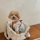 (주)마루펫 | 강아지 알러지사료 추천 텔로펫의 &#39;알러제로&#39;