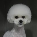 모찌애견샵 이미지