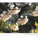 창영농원 이미지