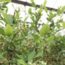 역귀농장 이미지