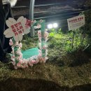 세븐일레븐 안성한경대원룸점 | 안성 금석천 | 안성 벚꽃명소, 안성 가볼만한 곳