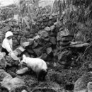 퐁낭그늘 이미지