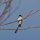 그라스 풀빌라 리조트 이미지