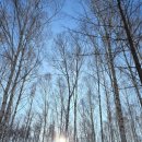 자작나무마을 이미지