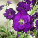 비단향꽃무 이미지