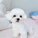 시크펫 그루밍 이미지