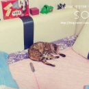 펫츠나라 동물병원 이미지