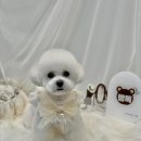 빵독 반려미용실 이미지