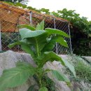 부자 흑염소농장 이미지