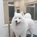 해피독쌤 네이버블로그