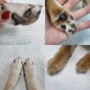 별그루밍 | 강아지 미용 닉센 진공 흡입 이발기 털갈이 브러쉬 고양이 바리깡 nixen