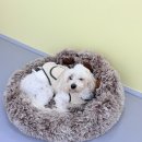 댕실 댕실 이미지